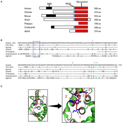 Chicken MBD4 Regulates Immunoglobulin Diversification by Somatic Hypermutation